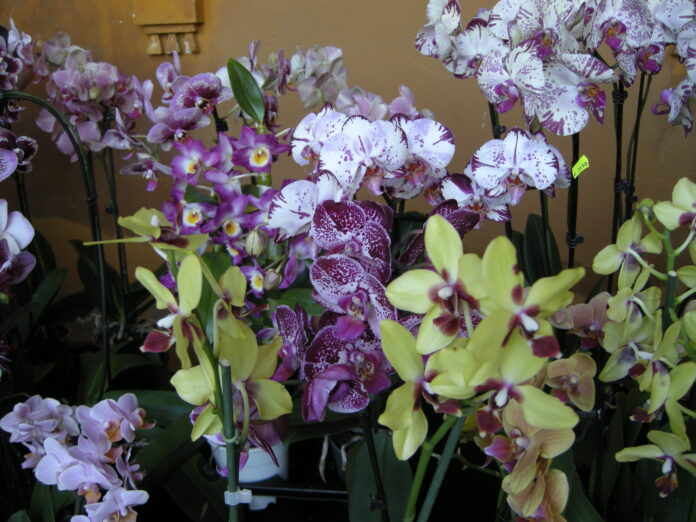 mostra_orchidee12