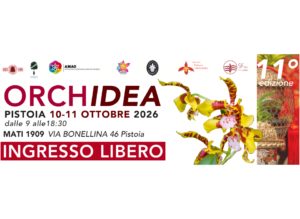 orchidea mostra mercato