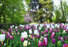 giardino pralormo tulipani