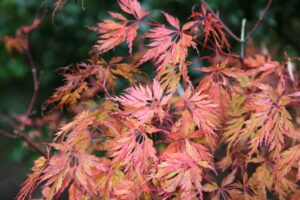 Acer palmatum dissectum palmatifidum