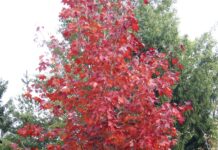 5 alberi per il foliage in giardino Acero riccio o platanoide in autunno