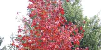 Acero riccio o platanoide in autunno