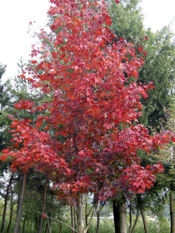 Acero riccio o platanoide in autunno