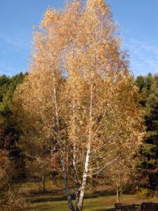 Betula utilis var. jacquemontii autunno foliage