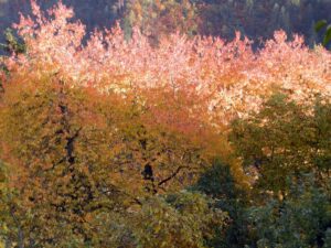 Ciliegi autunno foliage