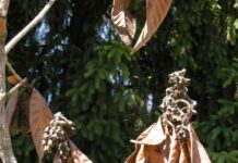 Nespolo giapponese danneggiato dal gelo