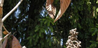 Nespolo giapponese danneggiato dal gelo