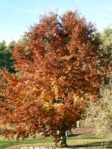 Faggio autunno foliage