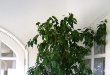 In casa d’inverno serve umidità per le piante ficus_benjamina