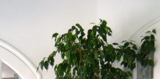 ficus_benjamina