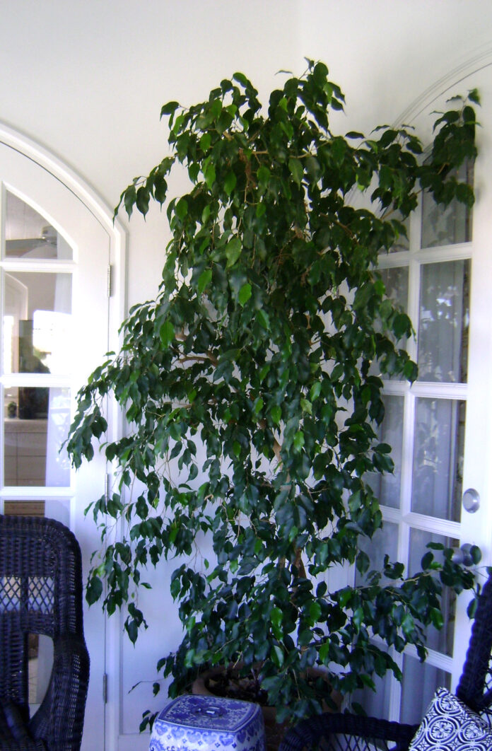 ficus_benjamina