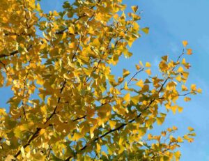 Ginkgo biloba. autunno foliage