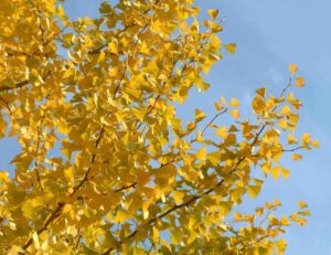 ginkgo