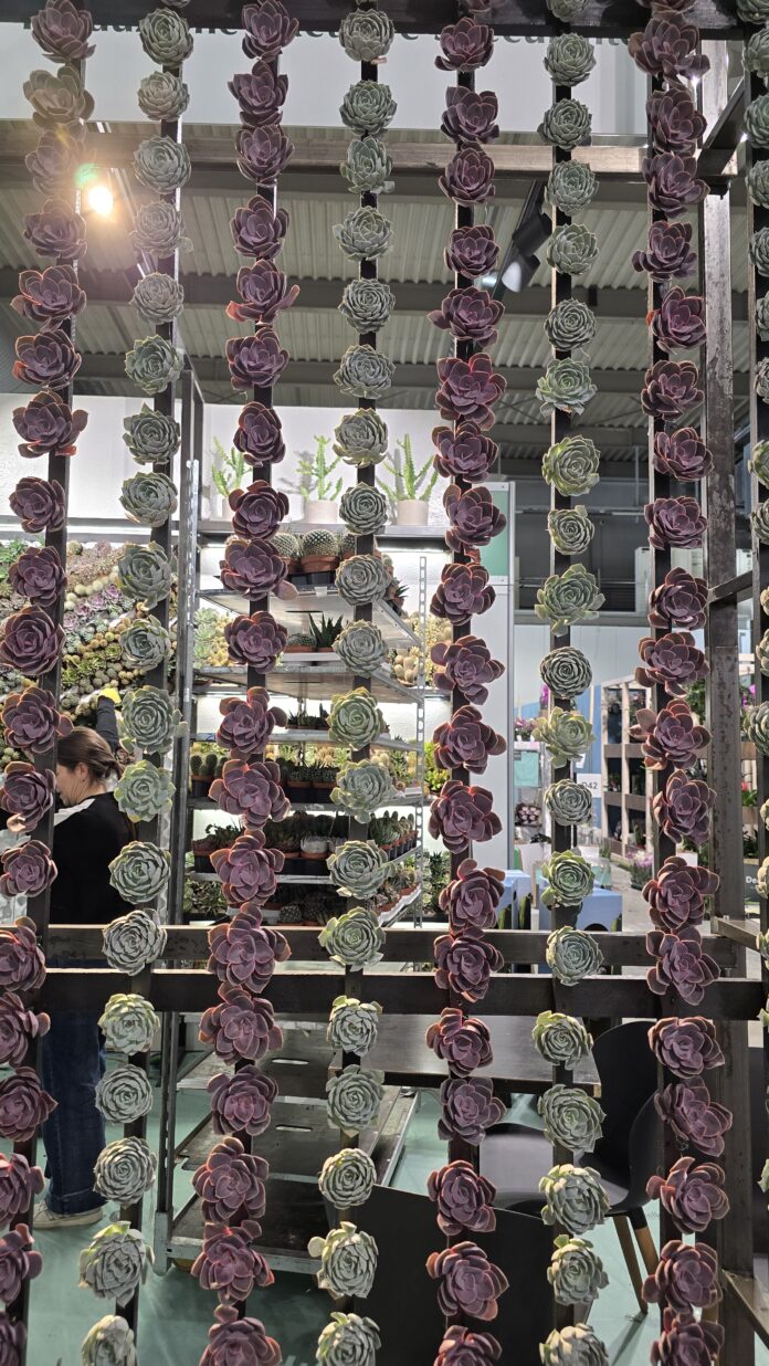 installazione_echeveria echeveria florovivaismo