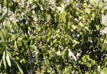 ligustrum siccità