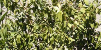 ligustrum siccit&agrave;