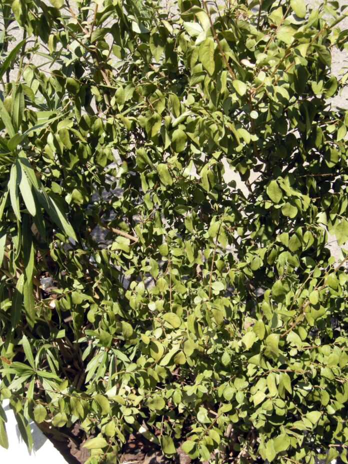 ligustrum siccità