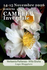 camelia invernale