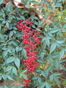 Nandina bacca