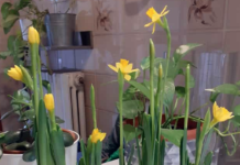 narcissus forzato