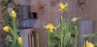 narcissus forzato