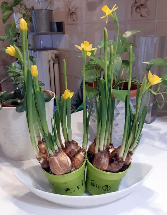narcissus forzato