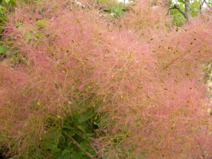 rhus_cotinus12