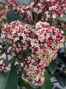 Skimmia in fiore