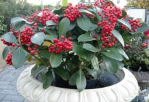5 arbusti da bacca in terrazzo Skimmia japonica ‘Veitchii’ bacca