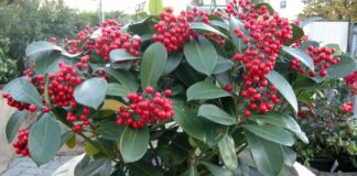 Skimmia japonica &lsquo;Veitchii&rsquo; bacca