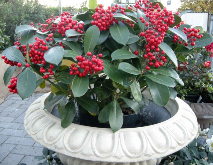 skimmia_japonica_veitchii copia Skimmia japonica ‘Veitchii’ bacca