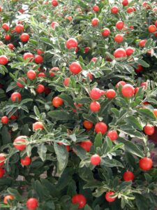 Solanum pseudocapsicum