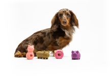 United Pets