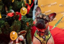 Torino apre le porte a Quattrozampeinfiera tra Natale e sostenibilità Quattrozampeinfiera Torino