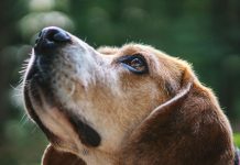 Segugio.it lancia il comparatore di assicurazioni cane e gatto