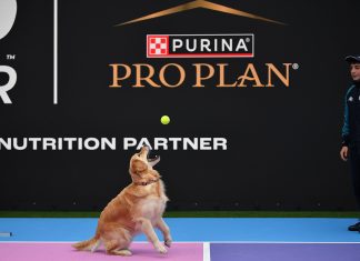 Purina