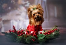 AISA: Natale e Capodanno in sicurezza per gli animali domestici AISA