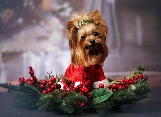 AISA: Natale e Capodanno in sicurezza per gli animali domestici AISA
