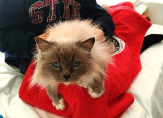 Fondazione Royal Canin e Frida’s Friends: i tanti benefici della cat therapy