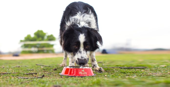 Nulo Dog-Adult-Zazzie-Outdoor-03.23-073-wide (2)