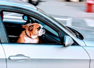 UE viaggiare con animali