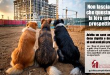 Quattro Zampe in Famiglia lancia l’iniziativa per cani e gatti over 8 anni