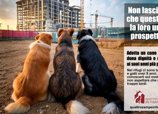 Quattro Zampe in Famiglia lancia l’iniziativa per cani e gatti over 8 anni