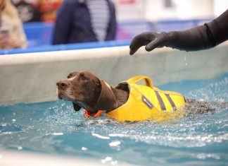 Quattrozampeinfiera: a fine gennaio la manifestazione è a Padova