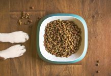 Foodtech italiano: tornano gli investimenti, il Pet-FoodTech è il segmento più dinamico Pet-FoodTech