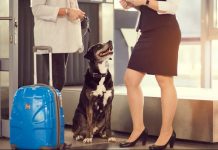 Capodanno senza stress per i cani: l’esperienza all’aeroporto di Paderborn/Lippstadt aeroporto cane