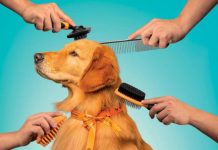 Pet economy in Sardegna: quasi 800 imprese e un settore sempre più orientato ai servizi Pet Economy