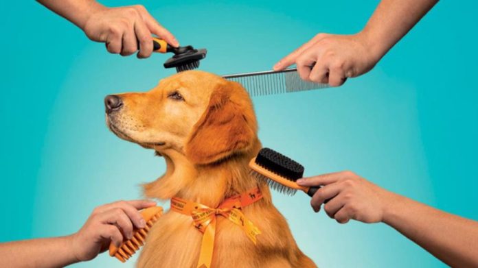 pet-economy Pet Economy