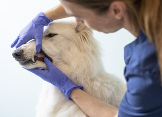 AniCura: prevenzione e controlli regolari per la salute orale di cani e gatti AniCura