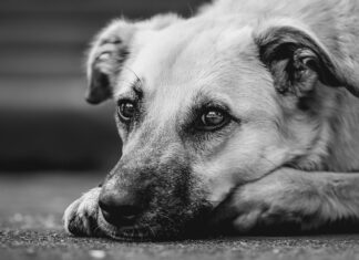 Giornata Internazionale del Cane Randagio: oltre 55.000 abbandoni l’anno in Italia Mars e Balzoo